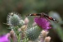 Red_Admiral